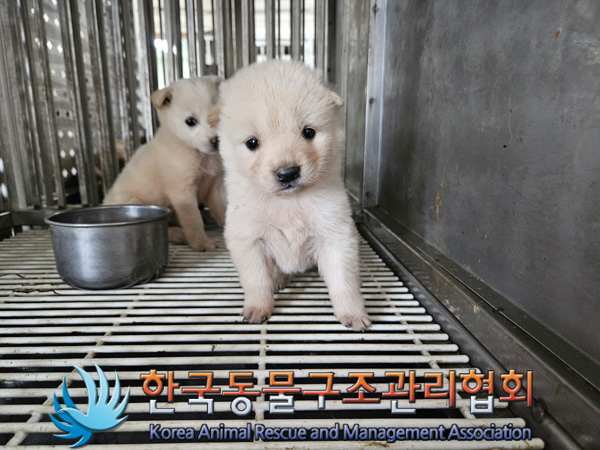 한국동물구조관리협회_441409202401672